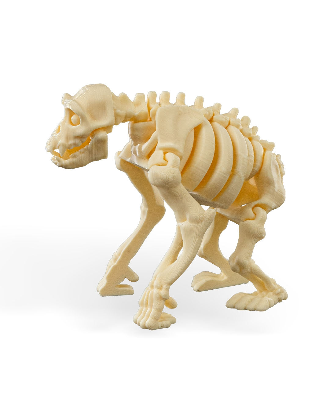 Skeleton Chimp