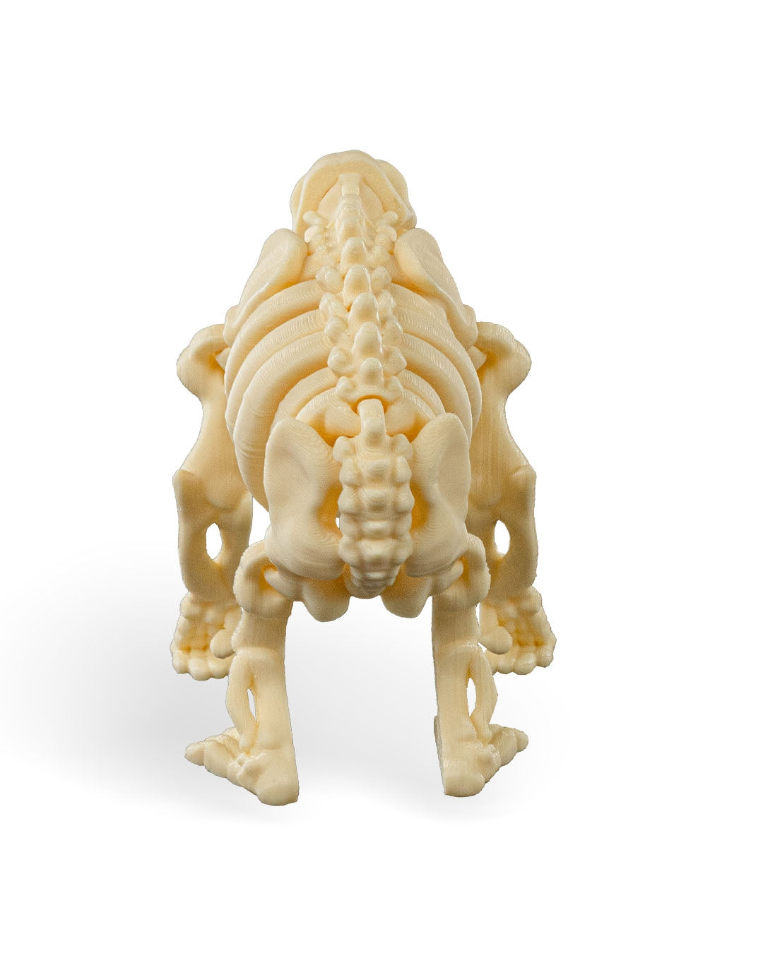 Skeleton Chimp