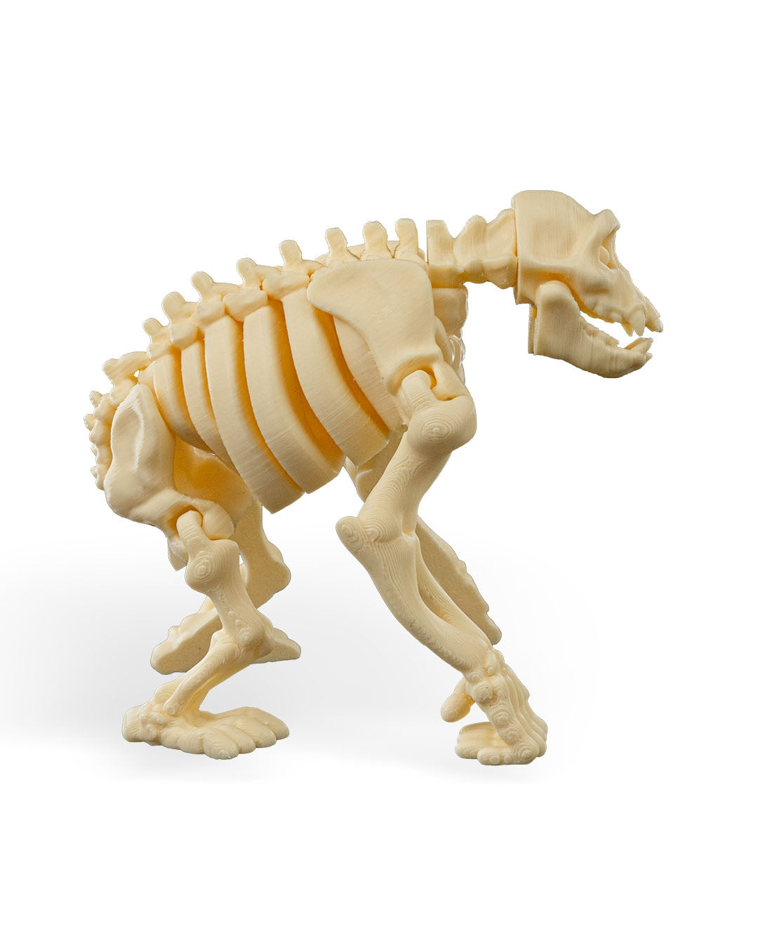 Skeleton Chimp