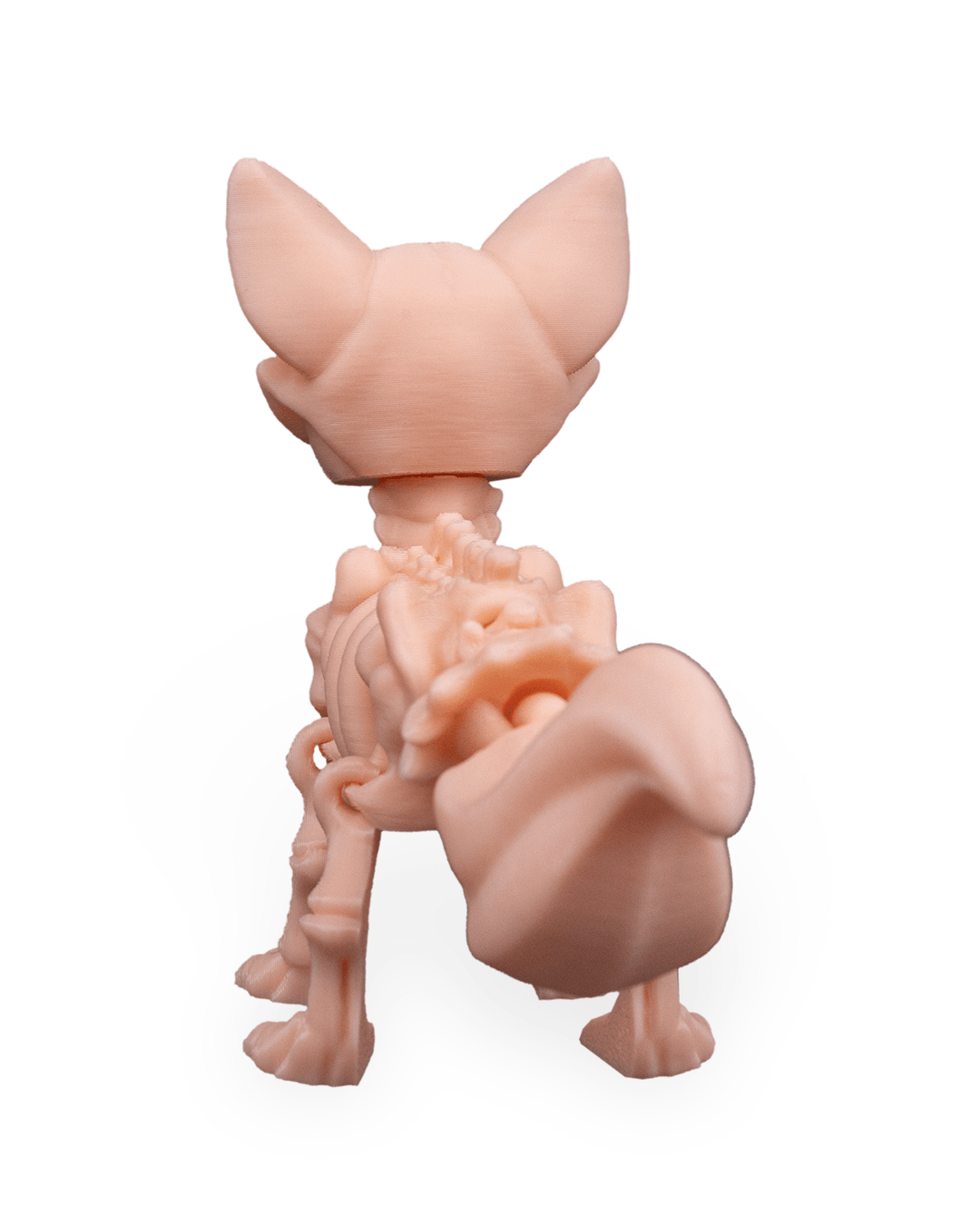Skeleton Fox