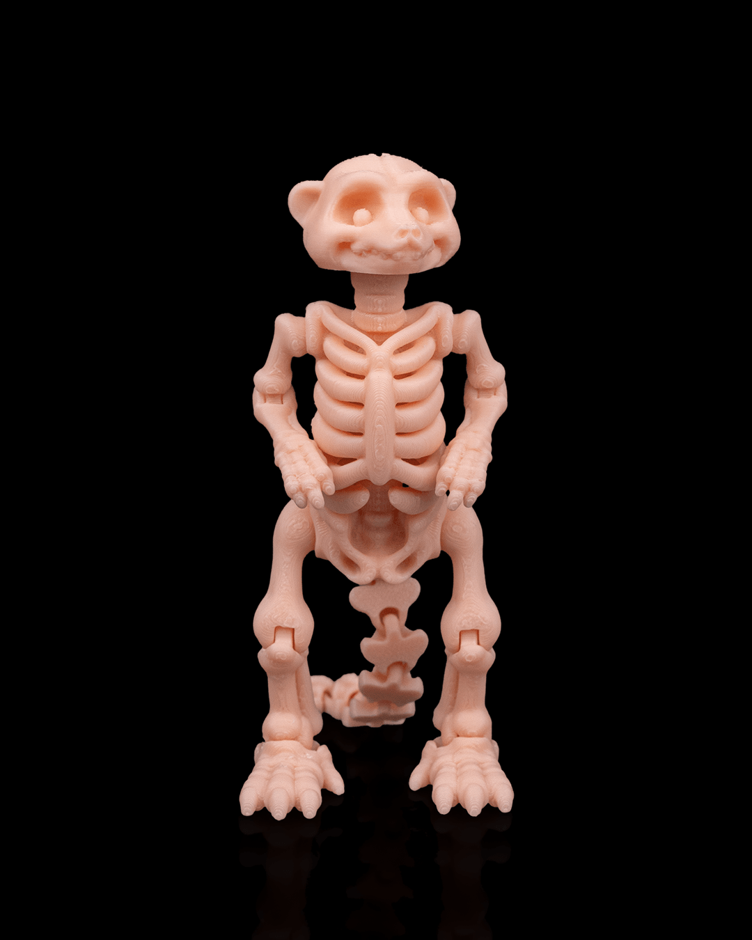 Skeleton Meerkat