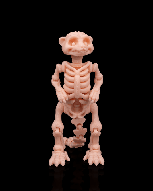 Skeleton Meerkat