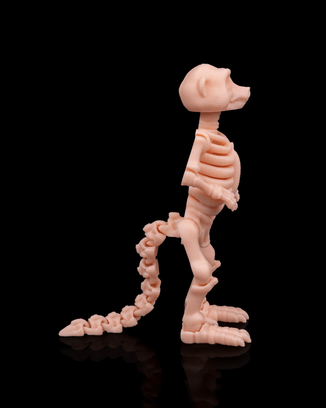 Skeleton Meerkat