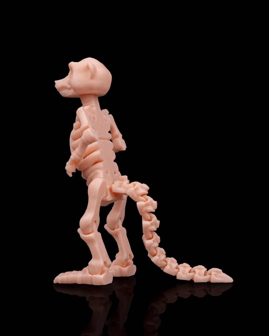 Skeleton Meerkat