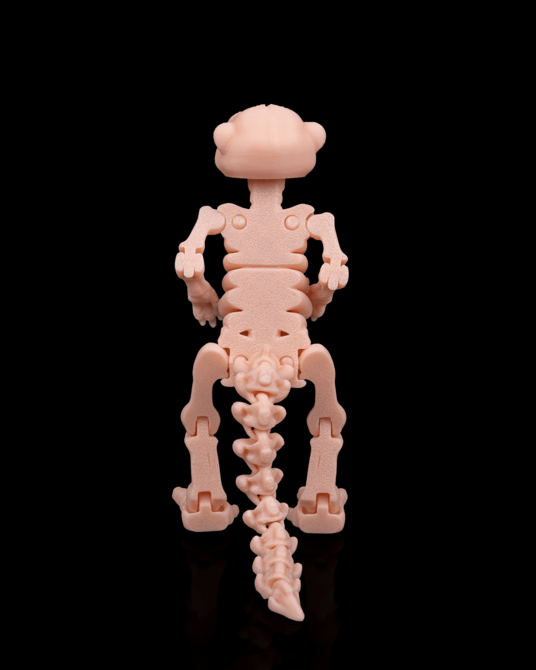 Skeleton Meerkat