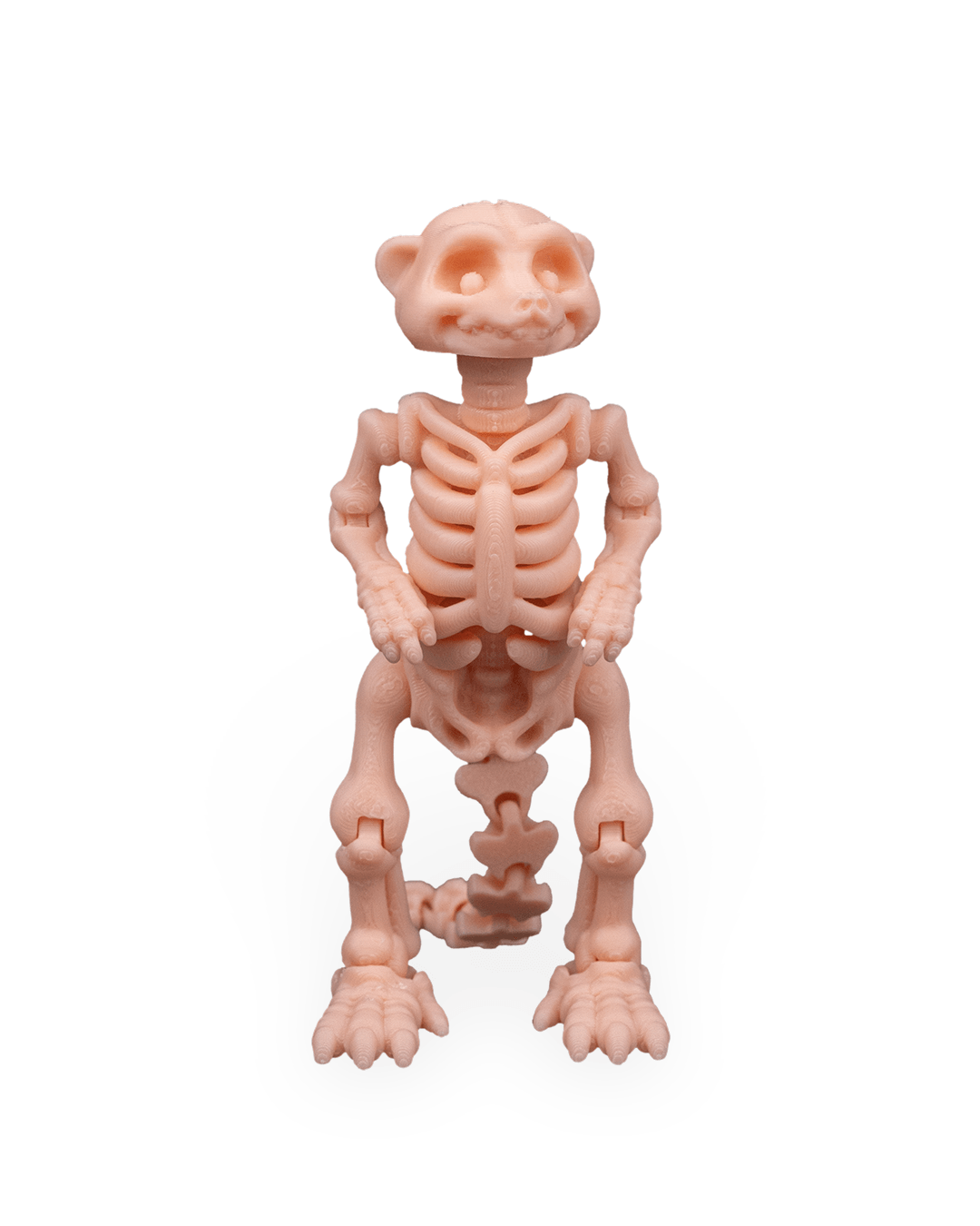 Skeleton Meerkat