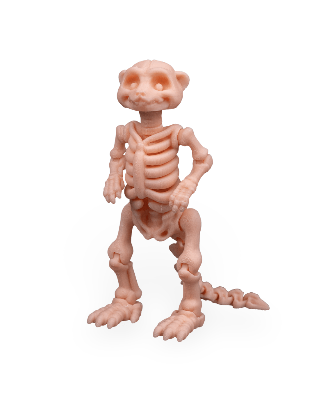 Skeleton Meerkat