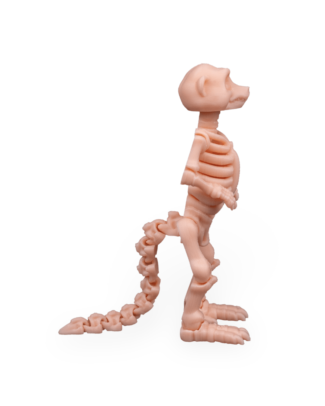 Skeleton Meerkat