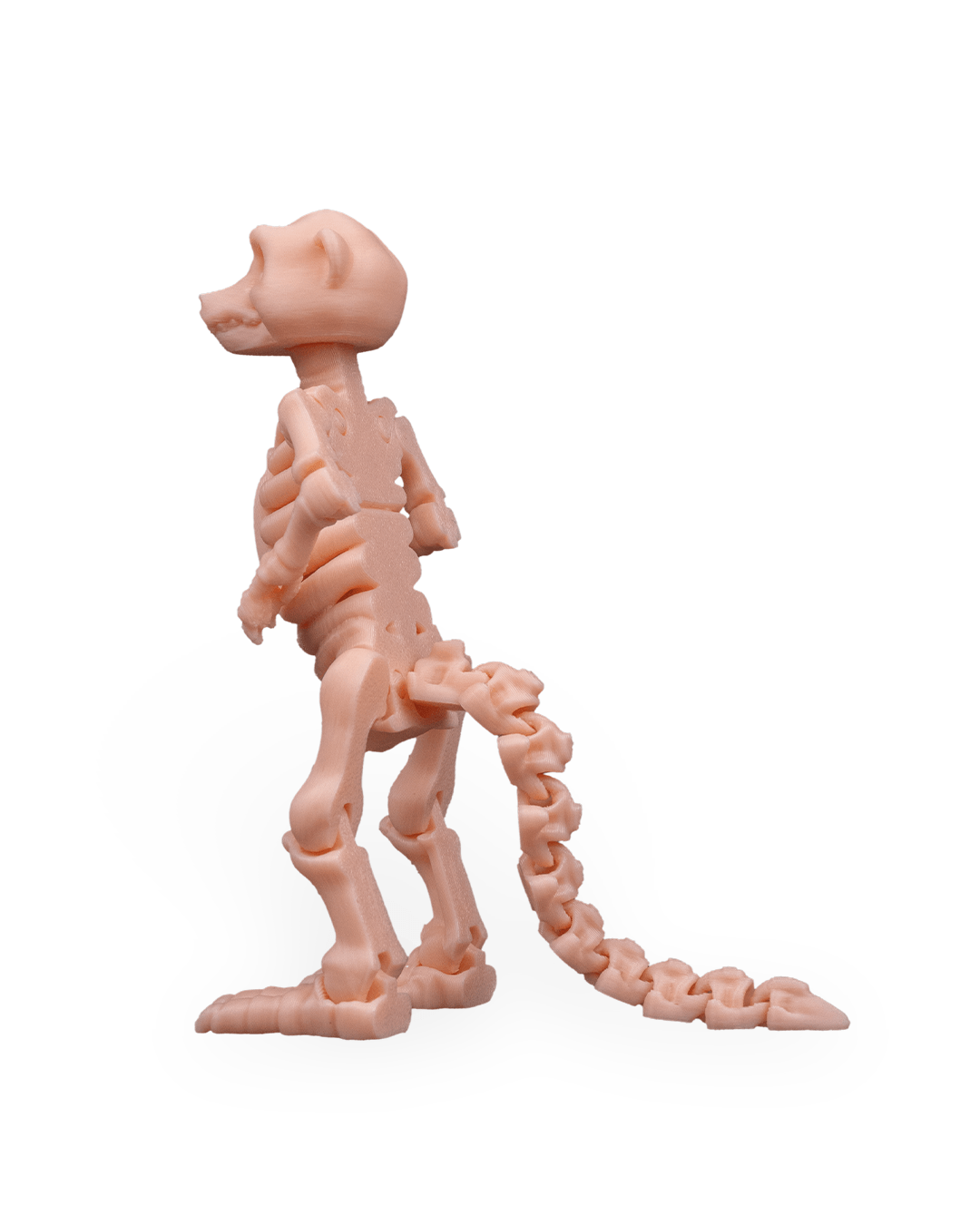 Skeleton Meerkat