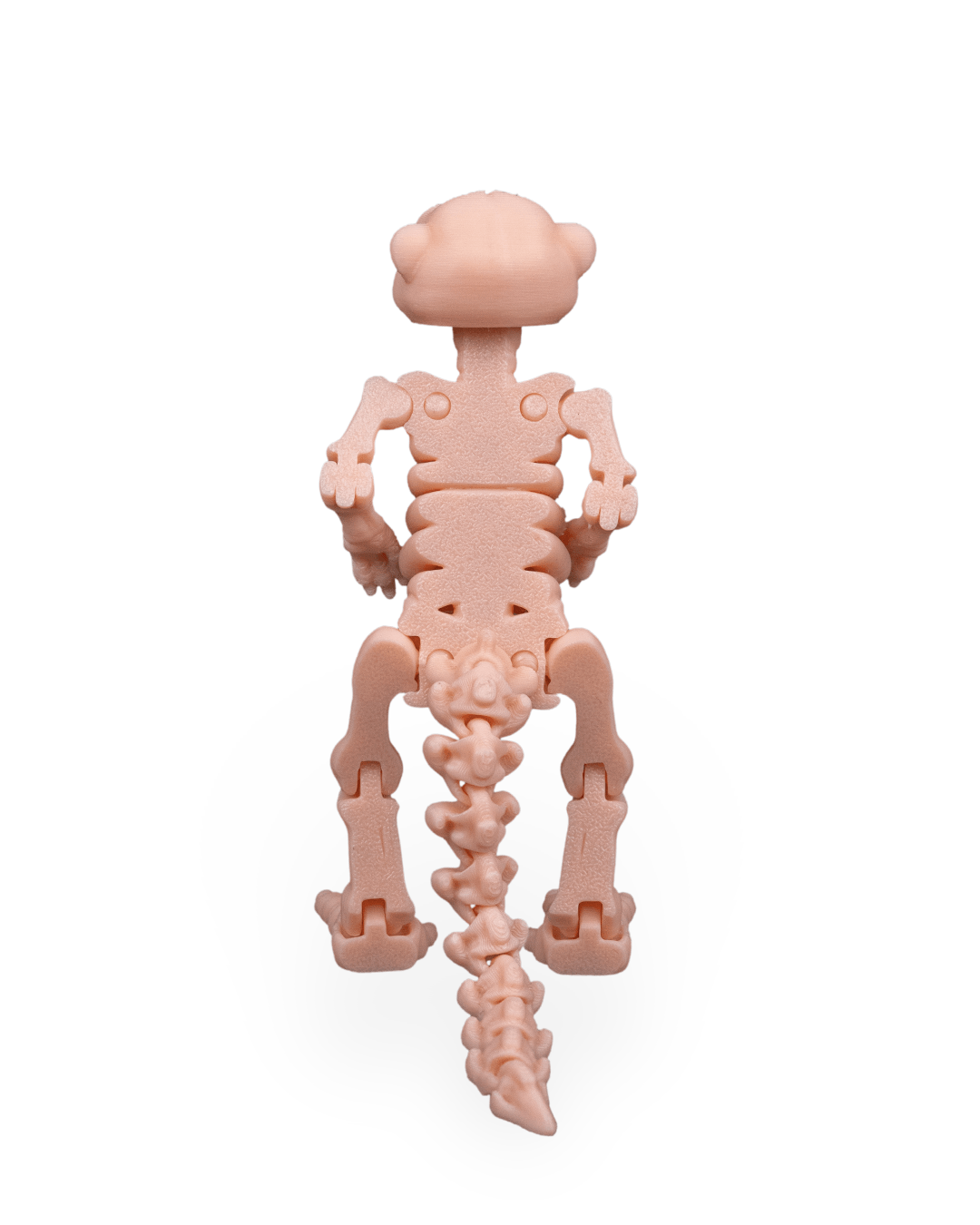 Skeleton Meerkat