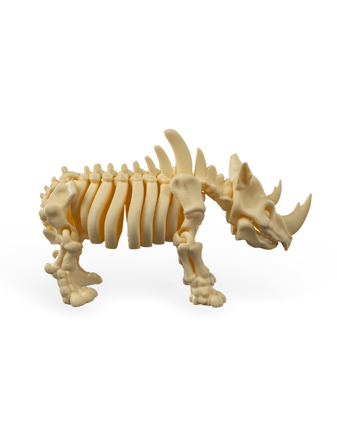 Skeleton Rhino