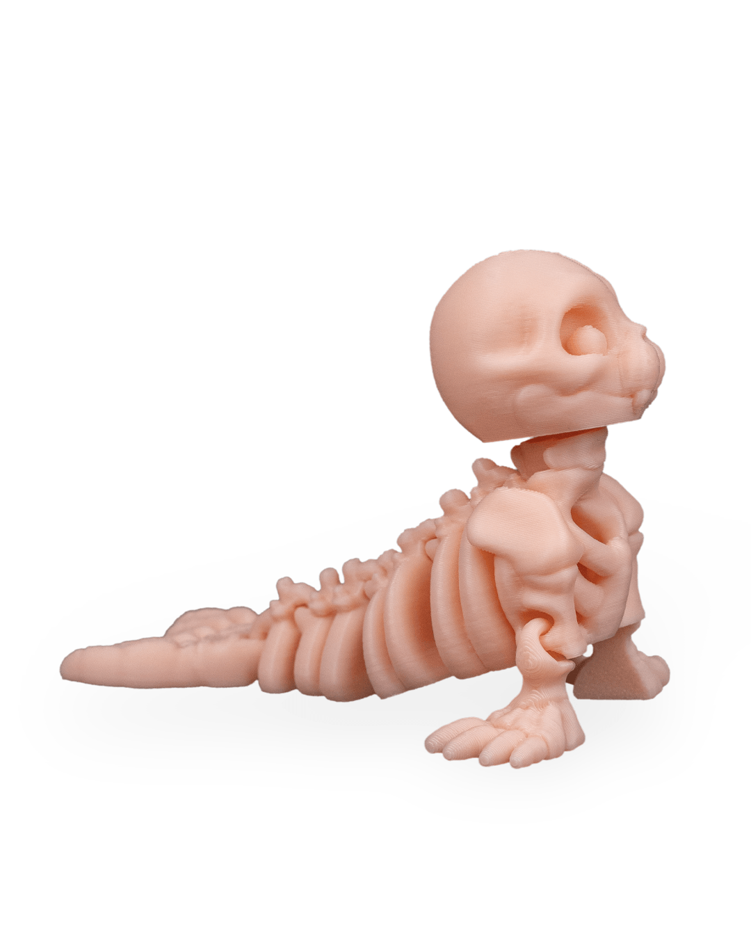 Skeleton Seal