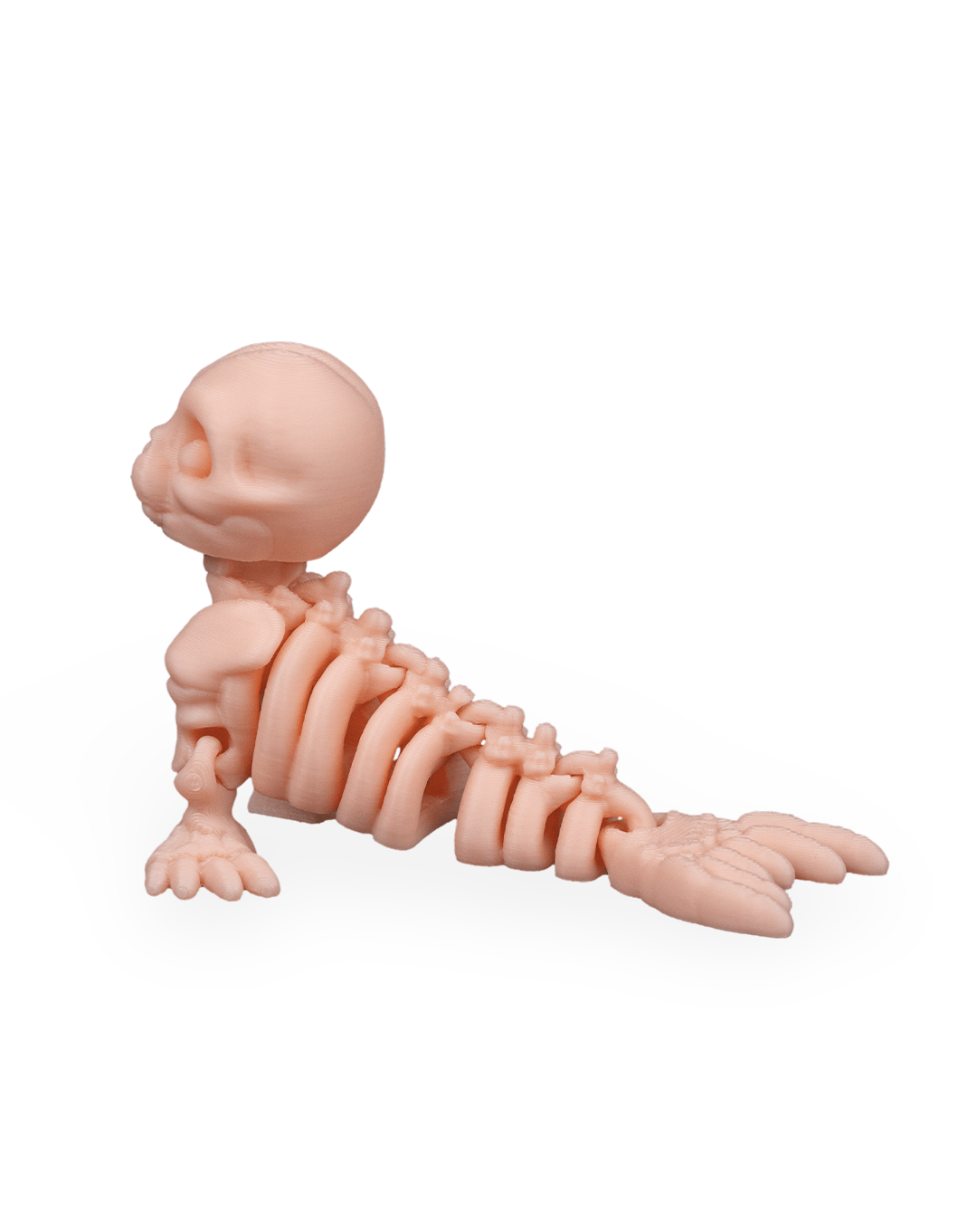 Skeleton Seal