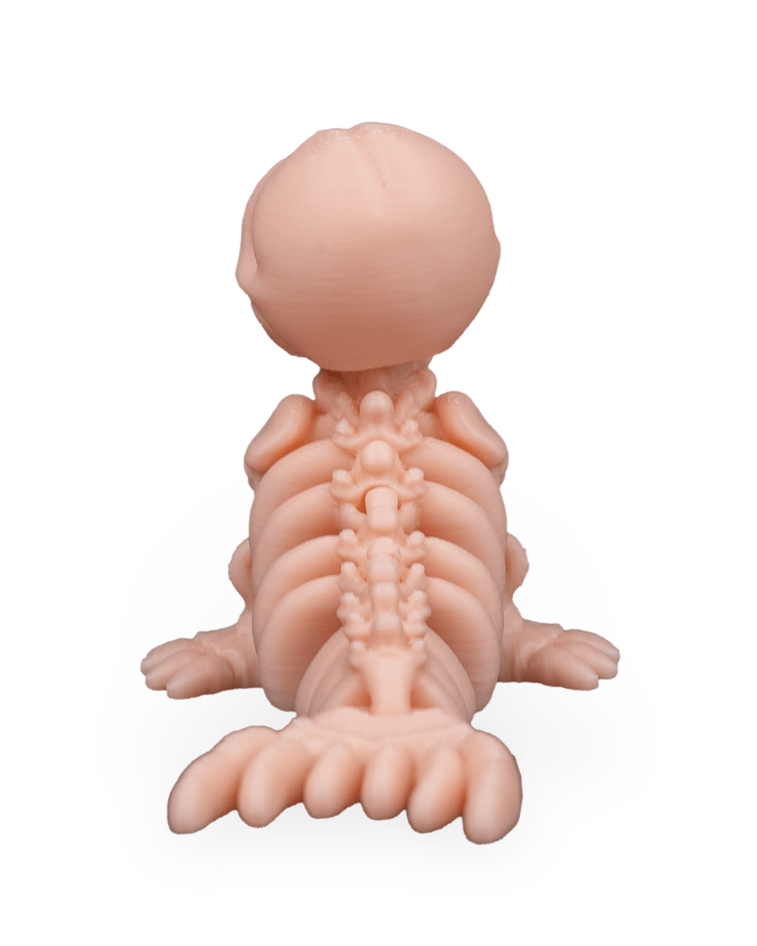 Skeleton Seal