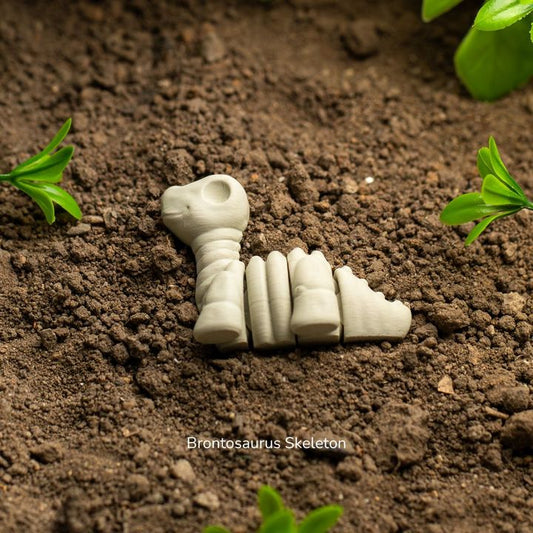 Mini Brontosaurus Skeleton