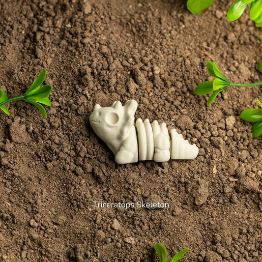 Baby Triceratops Skeleton