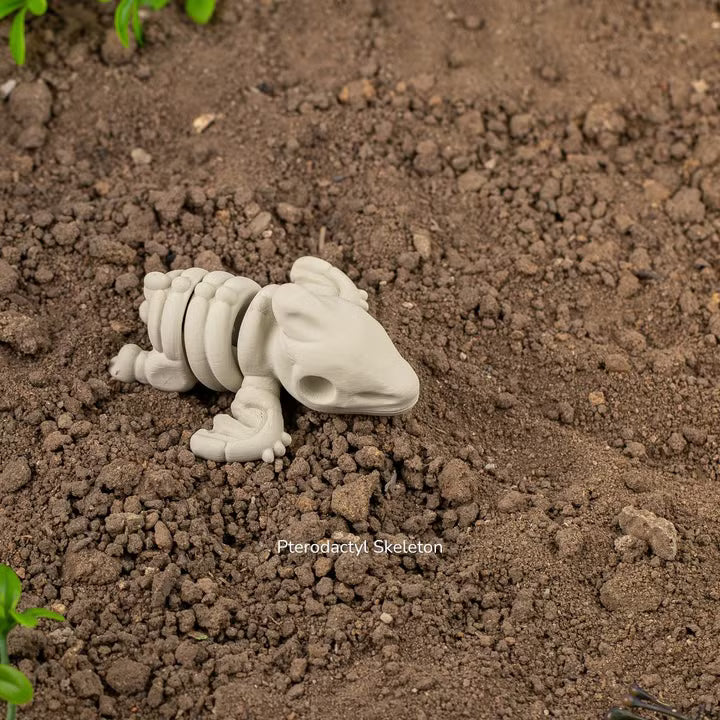 Baby Pterodactyl Skeleton