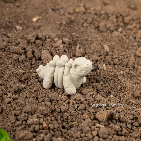 Baby Stegosaurus Skeleton